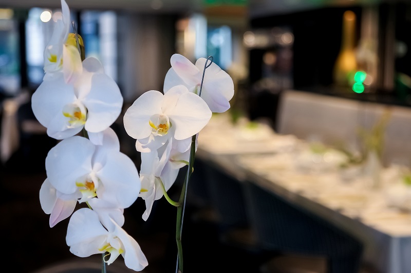 closeup-of-beautiful-white-orchids-in-a-venue.jpg