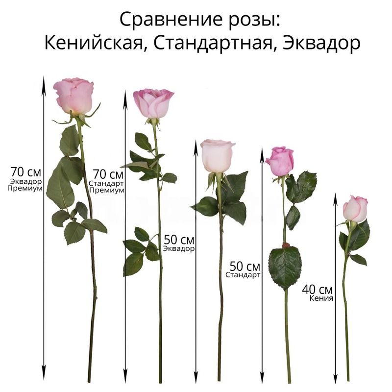 виды роз по размеру