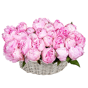 Basket of 25 delicate peonies with delivery Stavropol