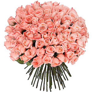 Pink rose 50 cm - 131, Ribbon