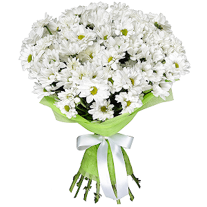 Bacardi White Spray Chrysanthemum - 15, Felt, Ribbon
