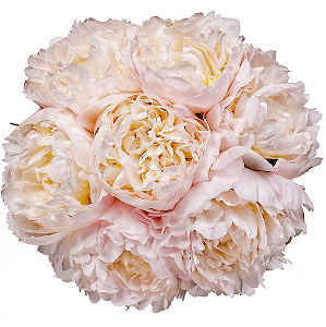 Soft Moments with delivery Stavropol