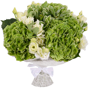 Green Hydrangea - 4, lisianthus - 7, Pittosporum, Jute 1 meter, Ribbon