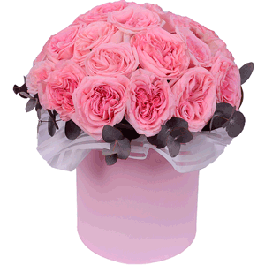 Puff Cloud with delivery Stavropol