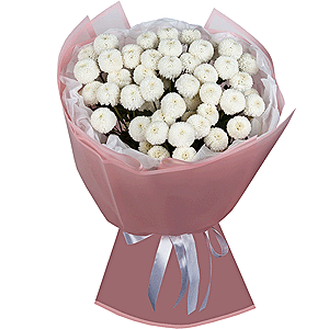 Newton White Spray Chrysanthemum - 13, Wrapping Paper