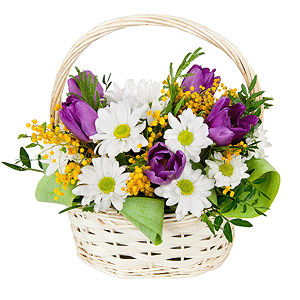 Lilac tulip - 7, Bacardi White Spray Chrysanthemum - 1, Mimosa - 2, Small Basket, Oasis, Pistachio