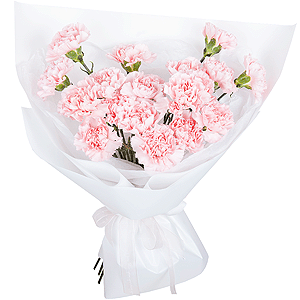 Pink carnation - 25, Wrapping Paper, Ribbon