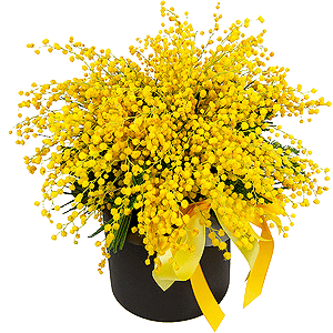 Hatbox with a Mimosa with delivery Stavropol