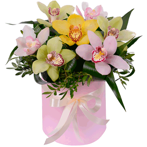Dawn star with delivery Stavropol