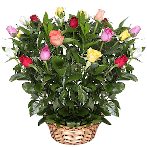 Tropical Dream with delivery Stavropol