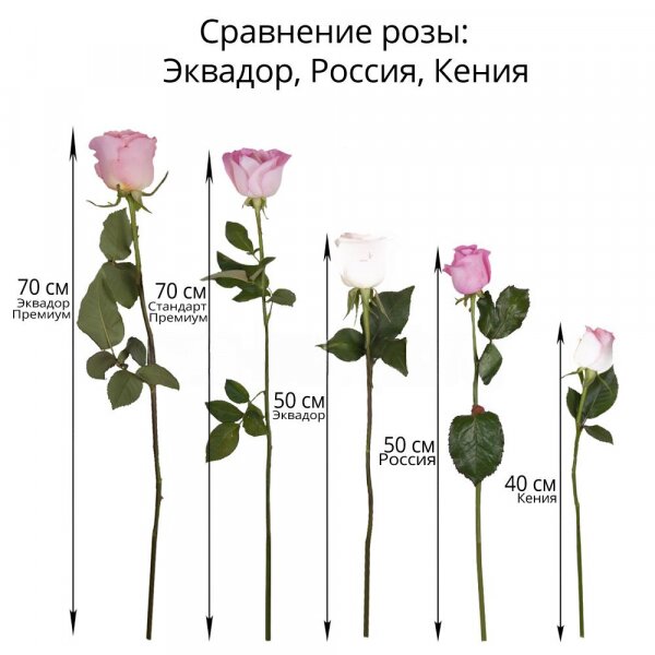 Red rose 70 cm Ecuador - 65, White rose 70 cm  (Ecuador) - 66, Ribbon