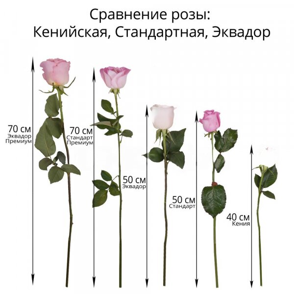 Роза Эквадор красная и белая 50 см - 7, Современная упаковка